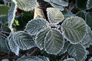 Detail of a withered plant covered with hoarfrost in winter