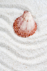 Beach shell in white sand like a summer vacation background 