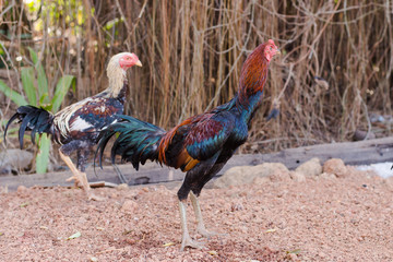 Chicken, Bantam, animal, Chicken Native in the country Thailand.