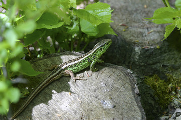 Lacerta agilis