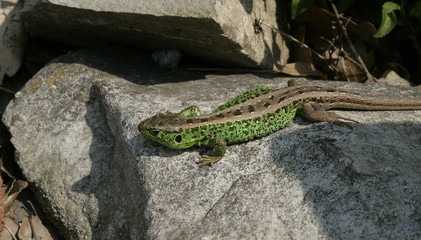 Lacerta agilis