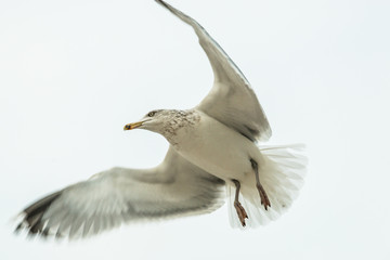 Naklejka premium Seagull