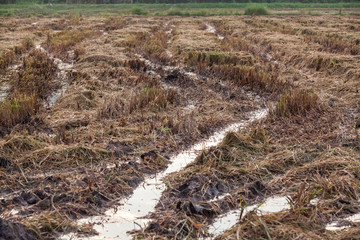 Harvested wet farm texture for blur background