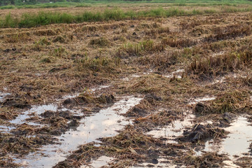 Harvested wet farm texture for blur background