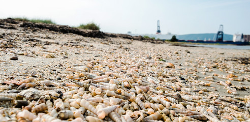 Obraz premium shells