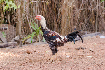 Chicken, Bantam, animal, Chicken Native in the country Thailand.