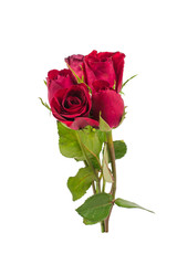 Fototapeta premium red rose isolated on white background