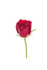 red rose isolated on white background