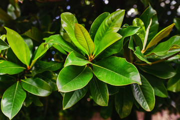 Vivid green leaves of the laurel tree