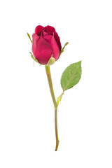 Fototapeta premium red rose isolated on white background