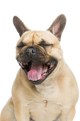Obraz premium Beautiful french bulldog dog