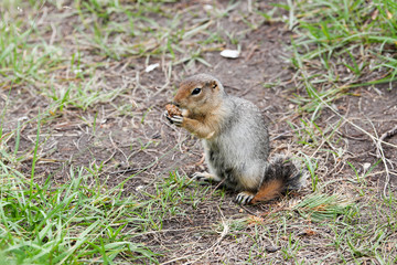 Arctic ground squirrel 