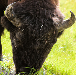 Wood Bison Eating Grass