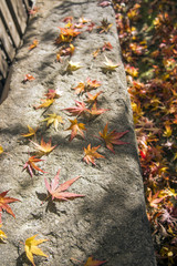 石の上の紅葉の落ち葉