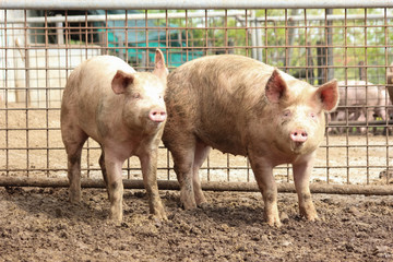 Due maiali all'aperto