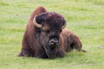 Bison