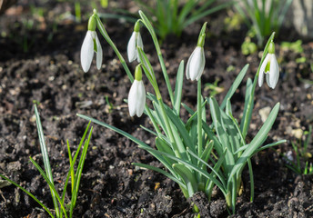Schneegl&ouml;ckchen
