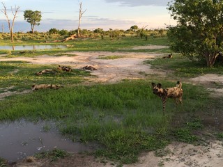 Group of wild dogs resting in Botswana