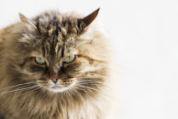 furry cat of siberian breed, brown mackerel version