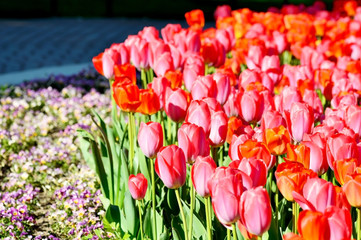 Obraz premium Tulpen in verschiedenen Rottönen im Park