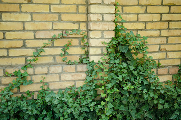 cracked concrete vintage brick wall with grass