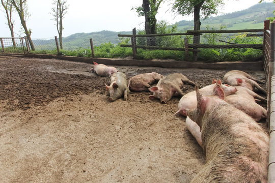 Allevamento di maiali biologico