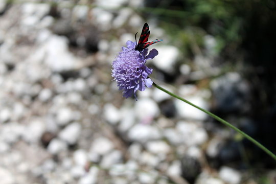 Farfalla su fiore (ambretta comune)