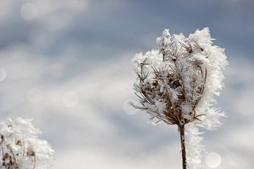 Detail of a withered plant covered with hoarfrost in winter