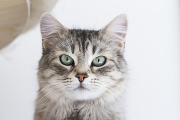Adorable silver cat relaxing on a pillow