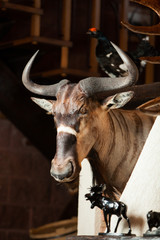 the head of a wildebeest on the wall