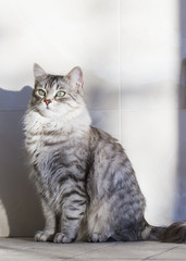 Fototapeta premium beauty silver cat of siberian breed in the garden