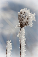 Detail of a withered plant covered with hoarfrost in winter