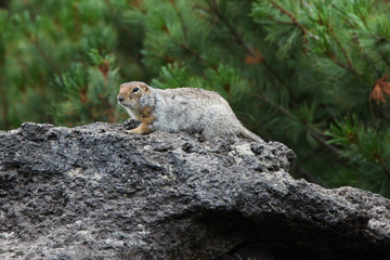 Naklejka na ściany i meble Arctic ground squirrel 
