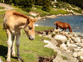 Potro , Caballos salvajes junto a los lagos de Les Bouillouses en La Cerda&ntilde;a francesa, Francia