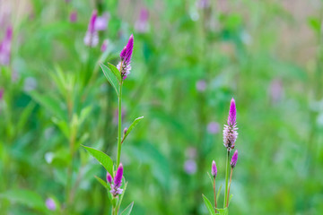 Pink flower Obedient Plant alike or better known as Physostegia Virginiana for blur background