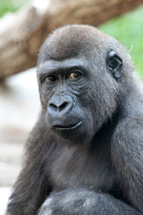 TIERE_2100_Affe_Gorilla