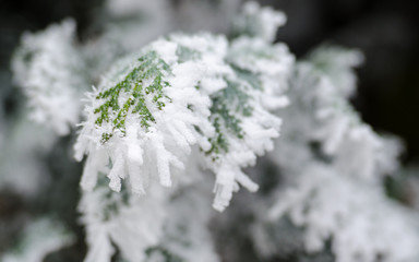 Eingefrorene Zweige 5