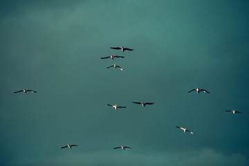 Flock of birds fly in air on blue sky