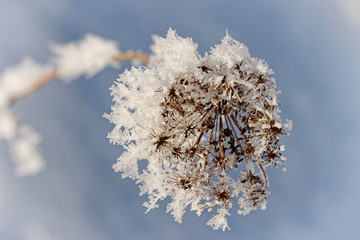 Detail of a withered plant covered with hoarfrost in winter
