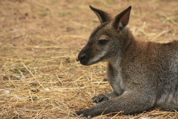 Känguru Junges Portrait