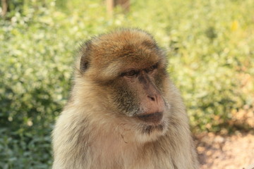 Affe