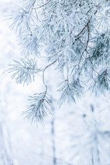 Coniferous branches covered with hoarfrost. Shallow depth of field.