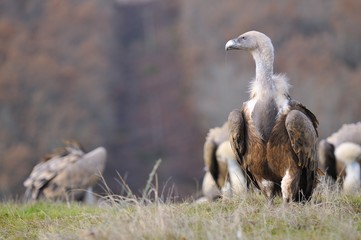 Griffon vulture in the meadow of Leon.