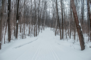 Winter forest in a cloudy day snow