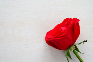 Red rose on white wood background