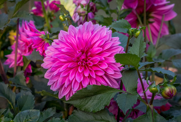 Bright pink Dahlia flower in bloom at a city flower show.
