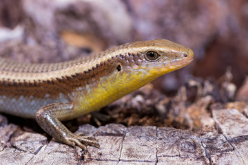 Common garden skink