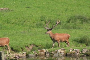 Hirschrudel auf einer Wiese