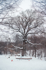 Old oak tree in the age of 585 years standing in the woods in winter