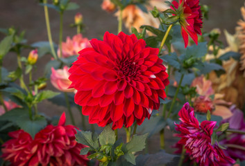 Red Dahlia flower in display at a horticulture show.